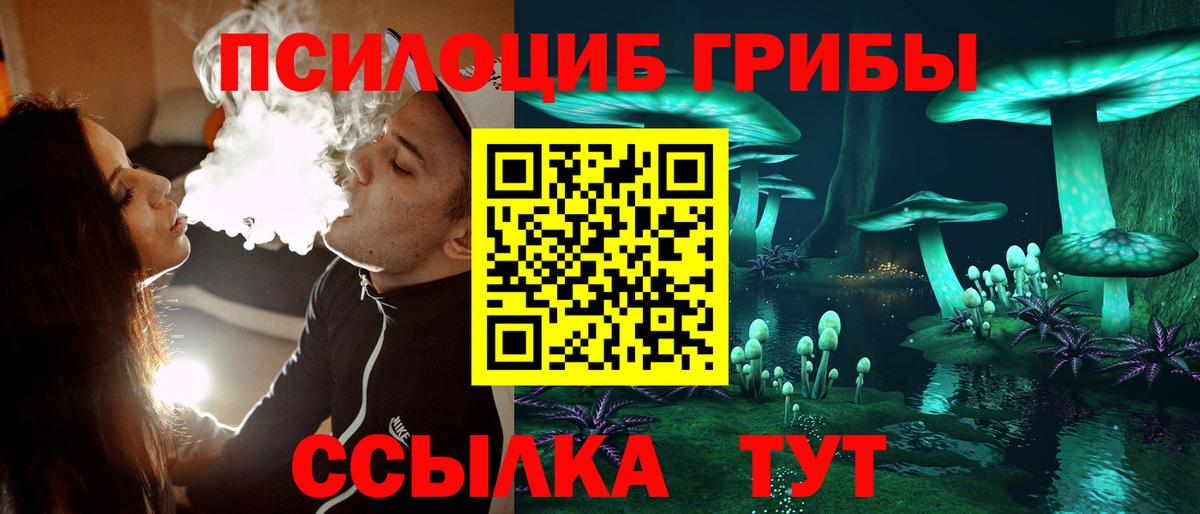 Псилоцибиновые грибы Psilocybe Междуреченск