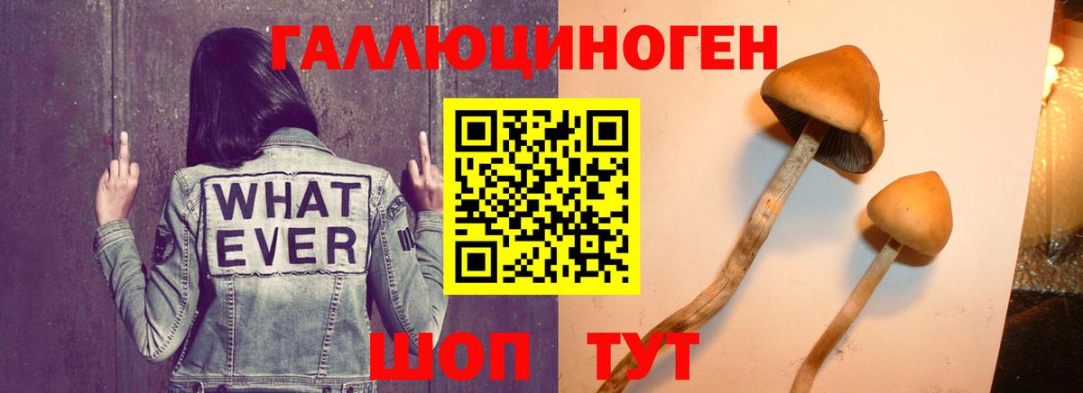 как найти   Галлюциногенные грибы Psilocybe  Вход с VPN  Галлюциногенные грибы мицелий  Междуреченск 